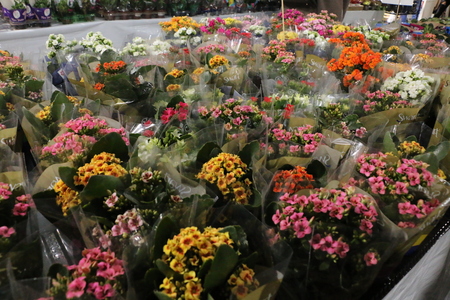 Left or right feira de flores da apae